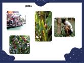 6.1.2东南亚（课件+教案 +练习+学案）