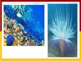 第10章 我国的海洋国土 第2节  海洋利用与保护课件PPT