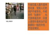 7.3印度课件-2021-2022学年七年级地理下学期人教版