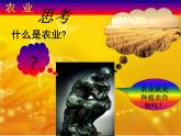 4.1 农业 课件PPT