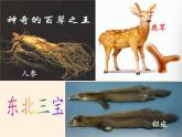 商务星球版地理八年级下册 第六章 第二节 东北三省(9)（课件）