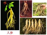 商务星球版地理八年级下册 第七章 第二节 东北三省（课件）