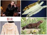 商务星球版地理八年级下册 第七章 第二节 东北三省（课件）