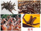 商务星球版地理八年级下册 第七章 第二节 东北三省（课件）