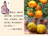 商务星球版地理八年级下册 第七章 活动课 认识南方地区和北方地区的区域差异(1)（课件）
