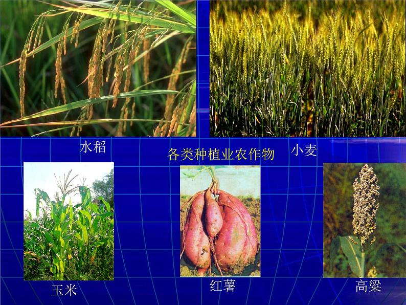 4.2农业课件第4页