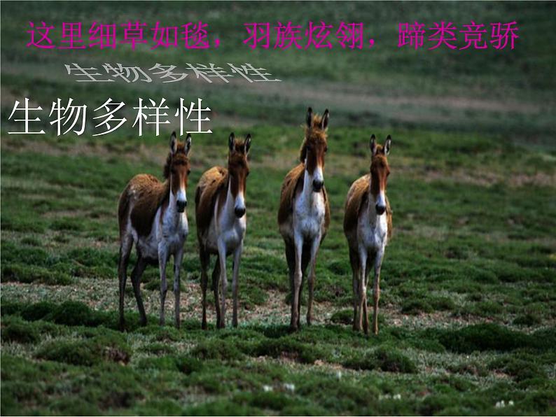 鲁教版（五四学制）七年级下册地理 第九章 高原湿地——三江源地区_ 课件第7页