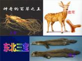 商务星球版八下地理 6.2东北三省 课件