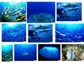 商务星球版八下地理 10.2海洋利用与保护 课件