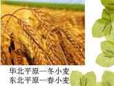 粤教版八下地理 5.1地理区域 课件