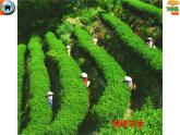 粤教版八下地理 6.2南方地区 课件