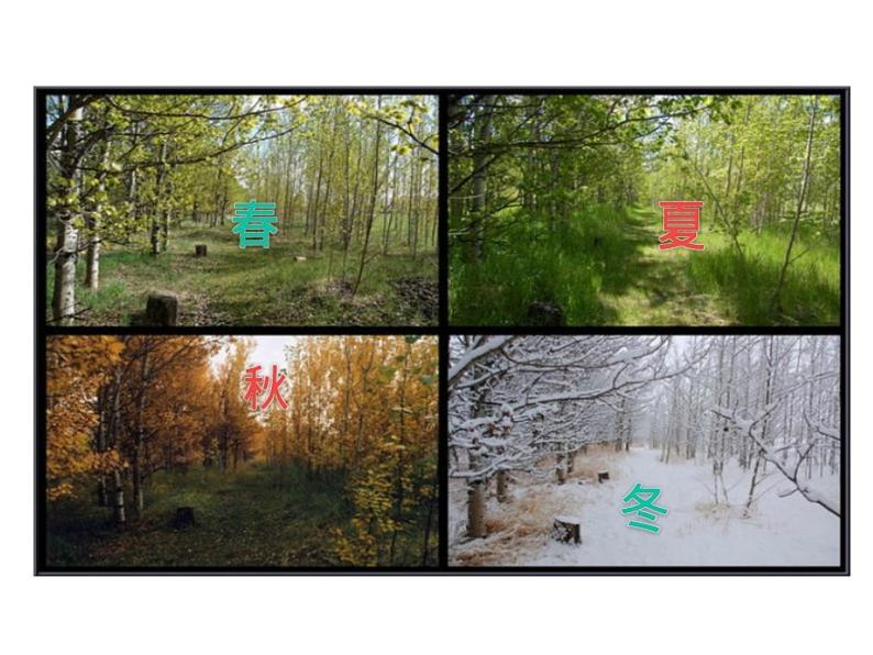 初中地理 鲁教课标版 六年级上册 地球的运动 地球的公转 课件第3页