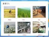 人教版八上4.2 农业（第二课时）课件+教案+同步练习