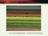 中图版八年级下册地理 6.3欧洲西部 课件