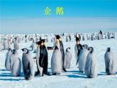中图版八年级下册地理 6.5极地地区 课件