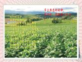 地理仁爱科普版八上4.1国民经济的基础——农业 课件+教案+练习