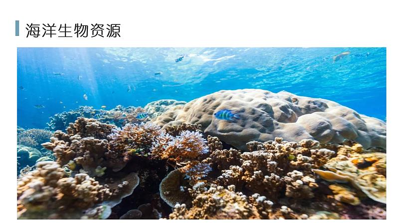 3.4中国的海洋资源（课件）-2022-2023学年湘教版八年级地理上册同步备课系列08