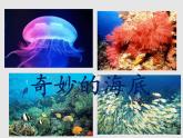 3.4中国的海洋资源（精品课件）-2022-2023学年八年级上册同步备课系列（湘教版）