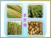 人教版八上地理4.2《农业》课件