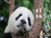 1.1中国的疆域  同步课件  初中地理湘教版八年级上册