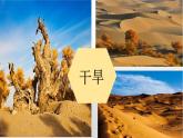 商务星球版初中地理八下 第八章 第二节 新疆维吾尔自治区课件