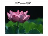 初中地理7下第3节 印度课件B