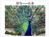 初中地理7下第3节 印度课件B