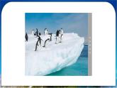 10《极地地区》课件+教案+学案 人教版（新课标）七年级地理下册