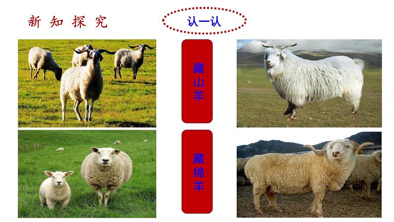 人教版八年级地理下册--9.1.2《自然特征与农业》课件PPT08