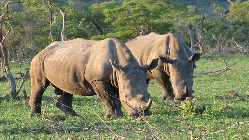 第八章 第三节 撒哈拉以南非洲 课件+教案03