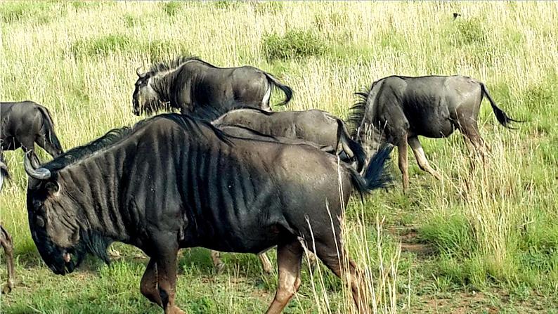 第八章 第三节 撒哈拉以南非洲 课件+教案04