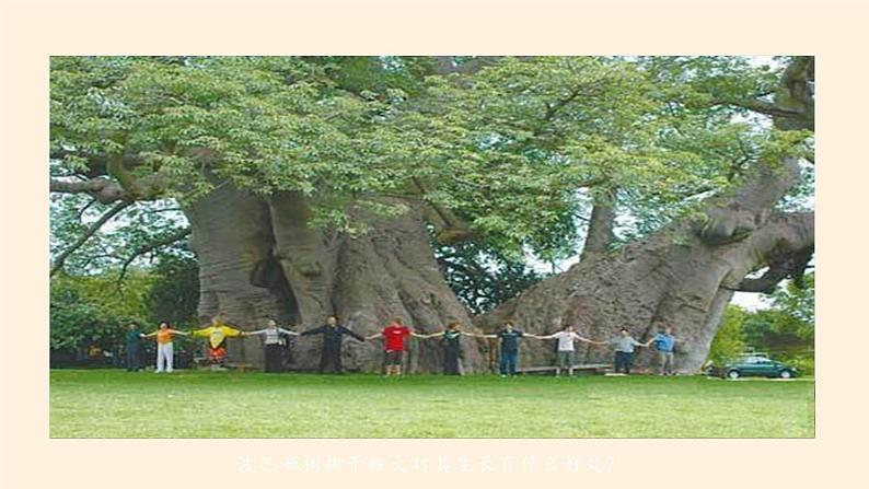 人教版初中地理七年级下册 第三节　撒哈拉以南非洲   课件02
