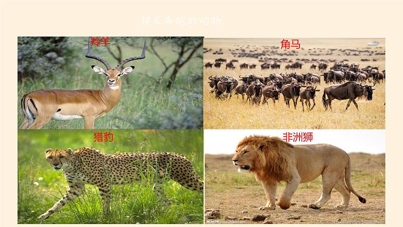 人教版初中地理七年级下册 第三节　撒哈拉以南非洲   课件08