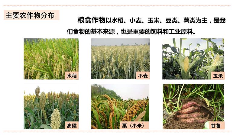 湘教版八年级上册地理4.1.2《农业》课件+教案07