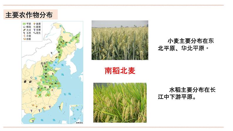 湘教版八年级上册地理4.1.2《农业》课件+教案08