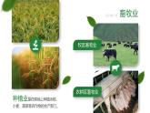 人教版（新课标）地理八上：4.2农业课件PPT