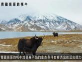 6.2自然环境 ②课件PPT