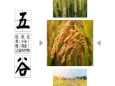4.1+中国的农业-八年级地理上册同步精品课堂（粤人版）课件PPT