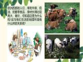 人教版地理七年级下册 第八章  东半球其他的地区和国家第二节  欧洲西部第 2课时  现代化的 畜牧业   繁荣的旅游业-课件