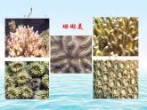 湘教版地理八年级上册第三章 第四节 中国的海洋资源_ 课件