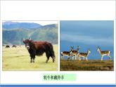 地理仁爱版八下 6.3西北地区和青藏地区 课件