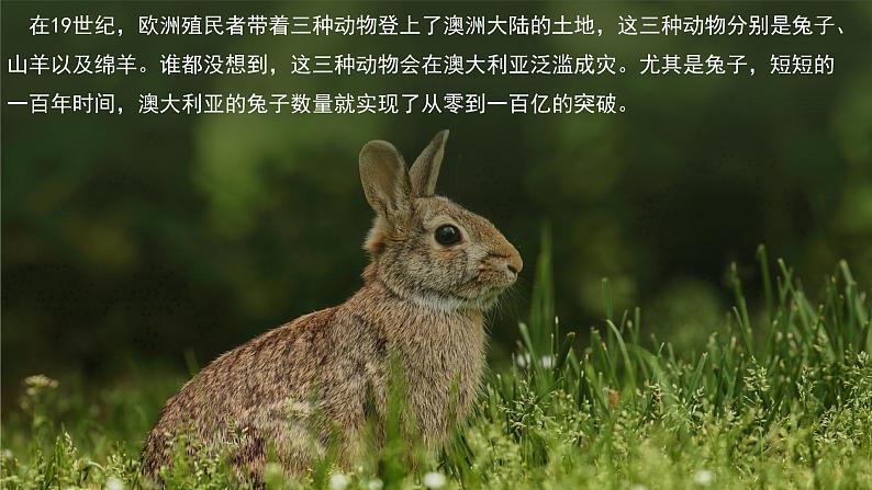 8.7  澳大利亚（第2课时） - 七年级地理下册同步教学精品课件（湘教版）第2页