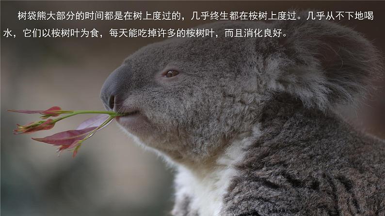 8.7  澳大利亚（第2课时） - 七年级地理下册同步教学精品课件（湘教版）第8页