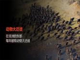 人教版地理七下第八章第三节撒哈拉以南非洲课件PPT