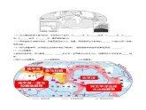 1.3  海陆变迁（课后作业）-2024-2025学年八年级地理上册同步精品课件+早读背诵清单+分层练习（中图版）