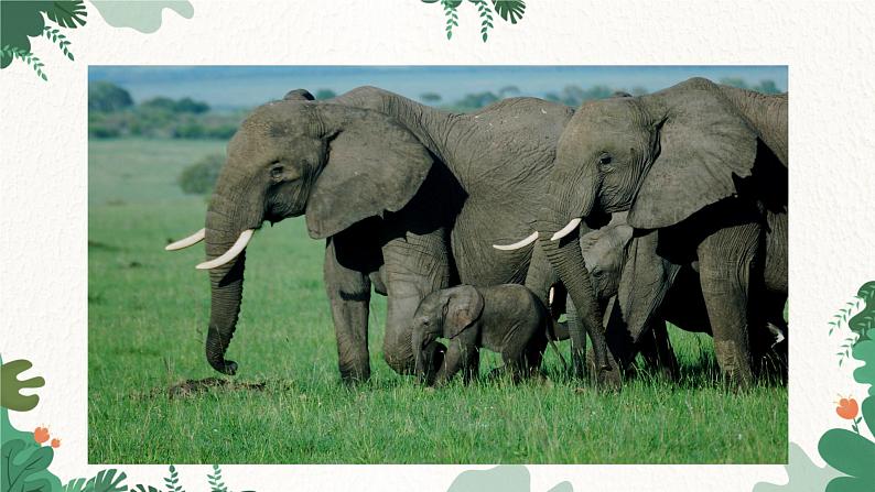 商务星球版地理七年级下册7.3 撒哈拉以南的非洲课件03