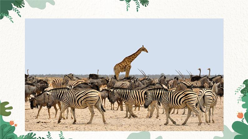 商务星球版地理七年级下册7.3 撒哈拉以南的非洲课件04