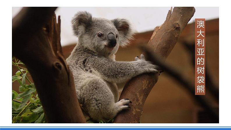 【新课标】人教版地理七年级下册8.4《澳大利亚》课件+教案04