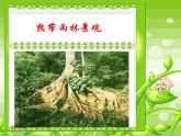 湘教版地理七年级上册 第四章第四节《世界主要气候类型》第一二课时优质课件