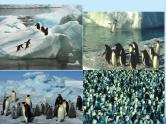 湘教版地理七年级下册 7.5 北极地区和南极地区课件2